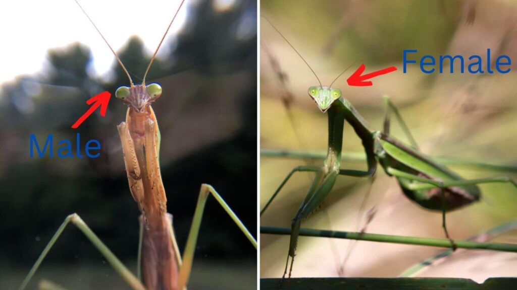 Man MAN MANTIS1